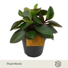 Peperomia Clus Red Margin