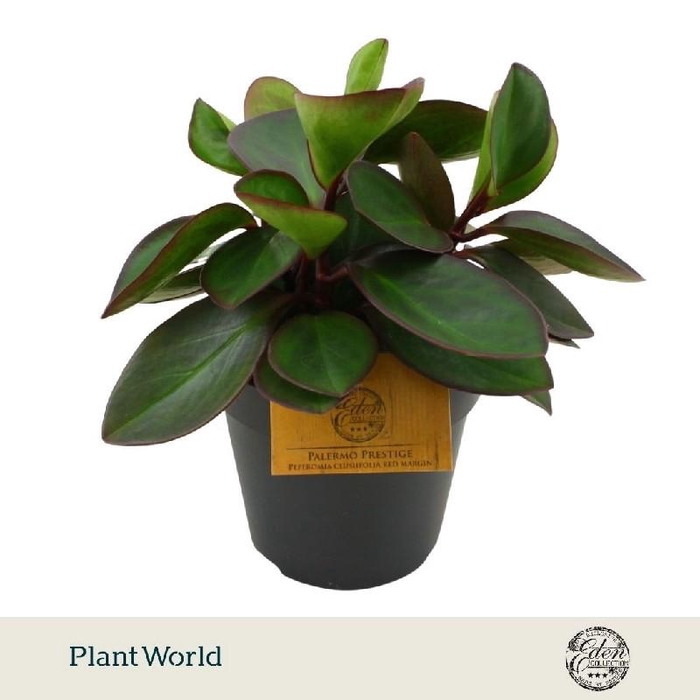 <h4>Peperomia Clus Red Margin</h4>