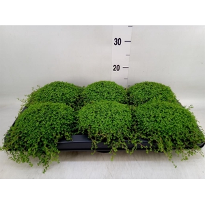 Soleirolia soleirolii   ...green