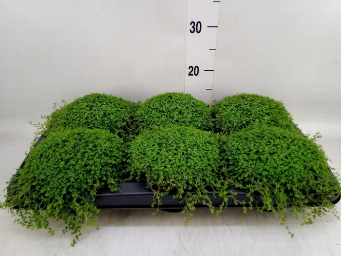 <h4>Soleirolia soleirolii   ...green</h4>