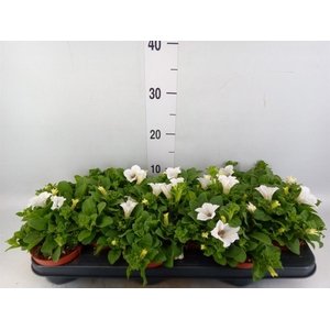 Petunia  'Surfinia Baby White'