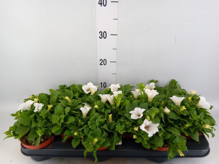 <h4>Petunia  'Surfinia Baby White'</h4>
