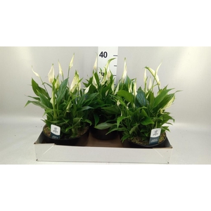 Spathiphyllum  'Pearl Cupido'