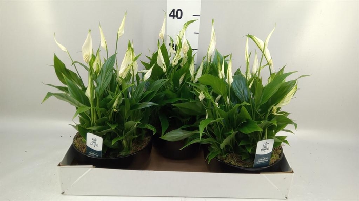 <h4>Spathiphyllum  'Pearl Cupido'</h4>