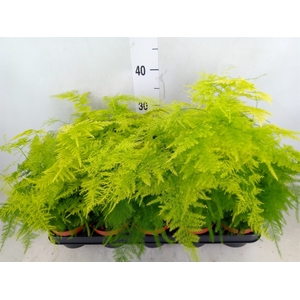 Asparagus setaceus