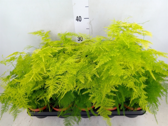 <h4>Asparagus setaceus</h4>