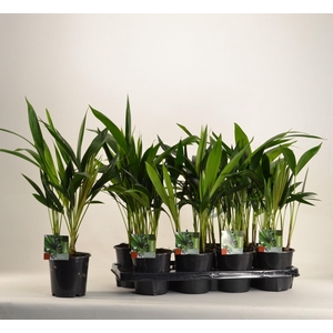 KENTIA - P13 H45 - 6PP (Howea forsteriana)