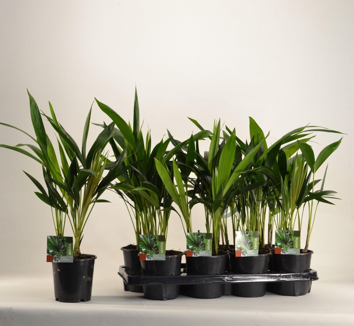 <h4>KENTIA - P13 H45 - 6PP (Howea forsteriana)</h4>