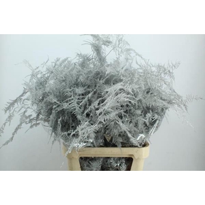 Asp Lang Getopt Zilver