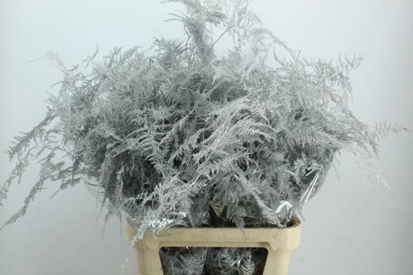 <h4>Asp Lang Getopt Zilver</h4>