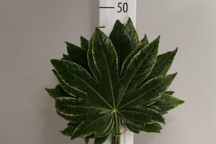 <h4>Aralia Milky Way Spiderweb Large</h4>