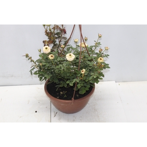 ROSEIRA MINI C21 PENDENTE
