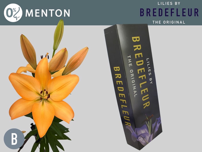 <h4>Li La Menton 4+ Bredefleur</h4>