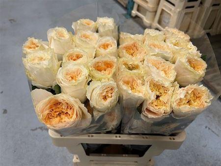 <h4>R Gr Crystal Flame</h4>