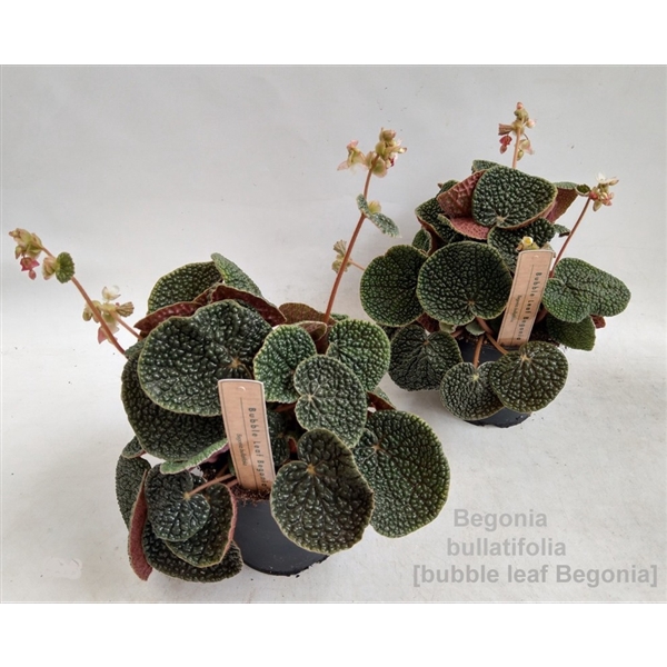 <h4>Begonia bullatifolia 14cm [Bubble Leaf Beg]</h4>