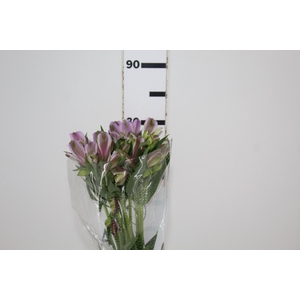 ALST. PLATINA 070 CM