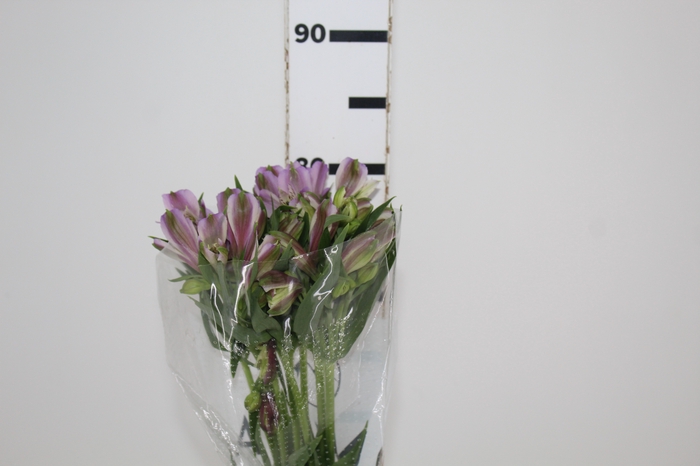 <h4>ALST. PLATINA 070 CM</h4>
