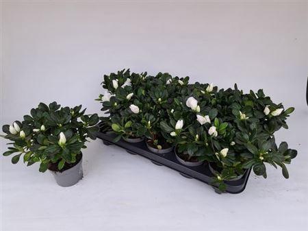 <h4>Rhodo Si White</h4>