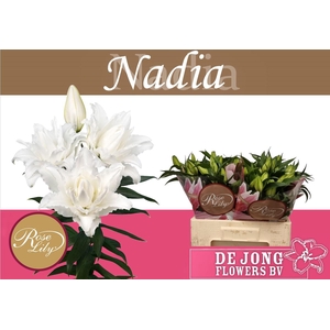 LI OR DU RL NADIA