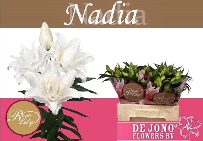 <h4>LI OR DU RL NADIA</h4>