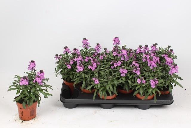 <h4>ERYS CHEIRI</h4>