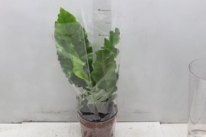 <h4>ASPLENIUM NIDUS P17</h4>
