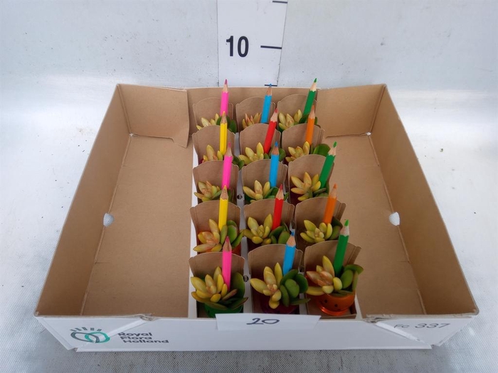 <h4>Arr. Succulents L%</h4>