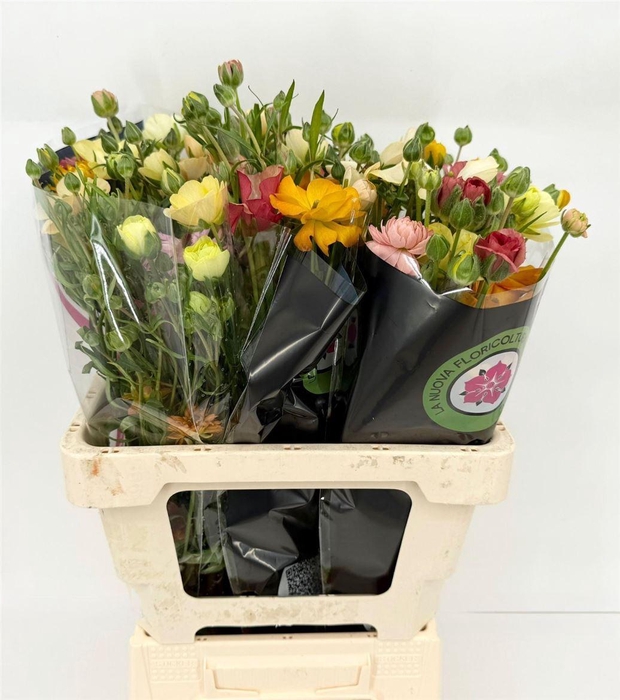 <h4>Ran Moderna Energia</h4>