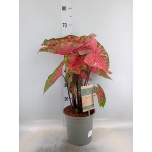 Caladium   ...