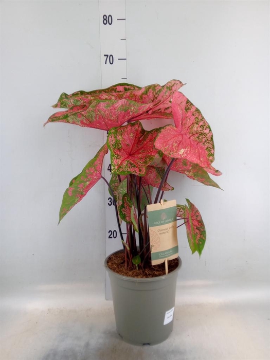 <h4>Caladium   ...</h4>