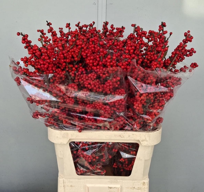 <h4>ILEX VE RODE BES</h4>