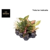 Aglaonema Mix x6