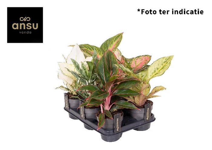Aglaonema Mix x6