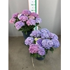 HYDR M BLUE