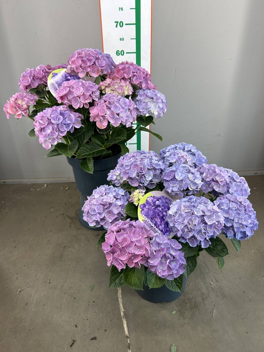 HYDR M BLUE