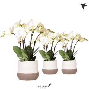 Kolibri Orchids Phalaenopsis Ghent 4spike in Imperfect Bag pot