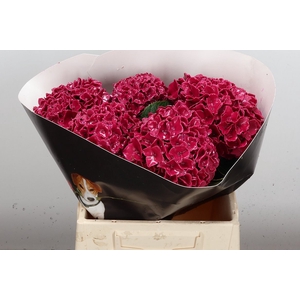 Wax Hydrangea Hydr Wax Oceana