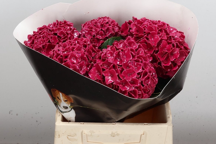 <h4>Wax Hydrangea Hydr Wax Oceana</h4>
