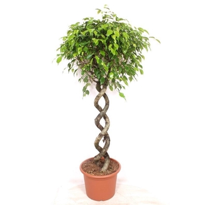 Ficus Exotica