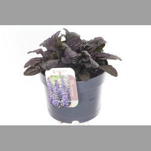 AJUGA REPT