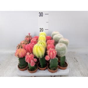 Cactus   ...mix