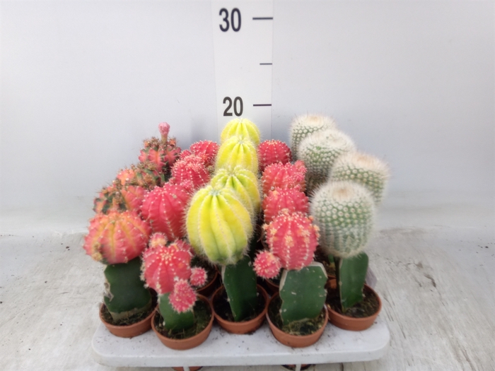 <h4>Cactus   ...mix</h4>