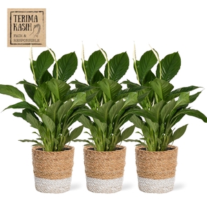 ARR SPATHIPHYLLUM