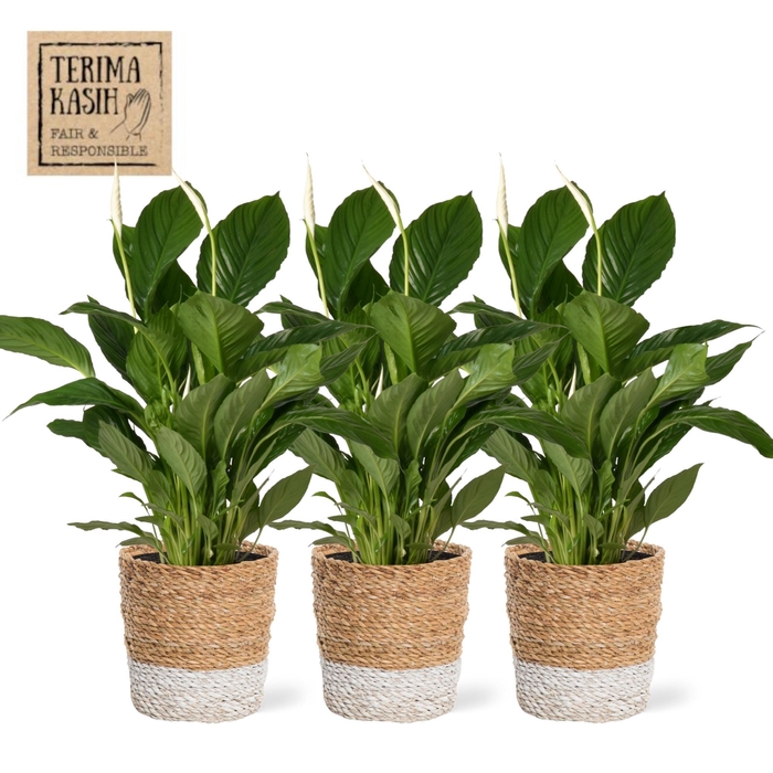<h4>ARR SPATHIPHYLLUM</h4>