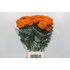 Tagetes Marigold Promise Orange