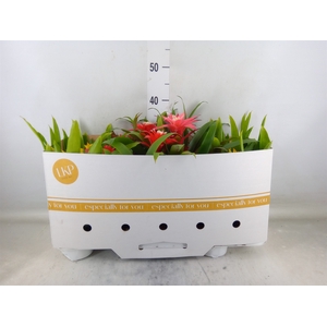 Guzmania   ...mix