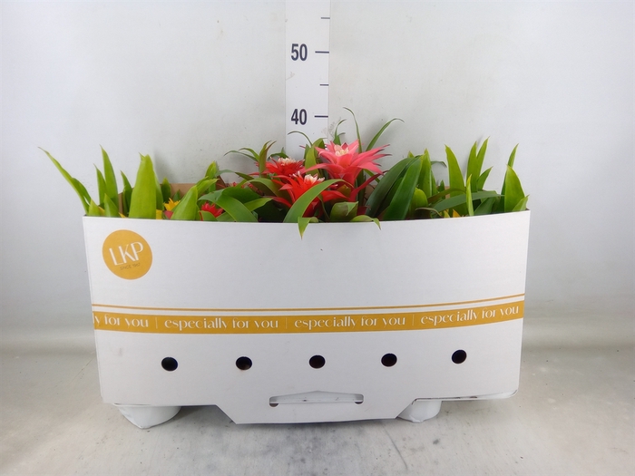 <h4>Guzmania   ...mix</h4>