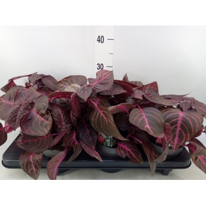 Iresine herbstii 'Rich Redstar'
