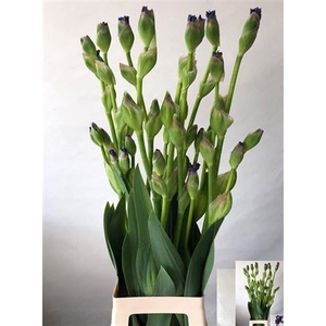 Iris Buiten Ov