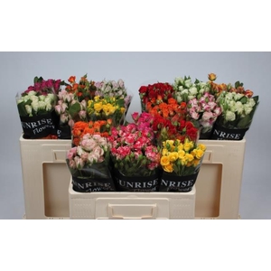 Rosa spray mix in bucket